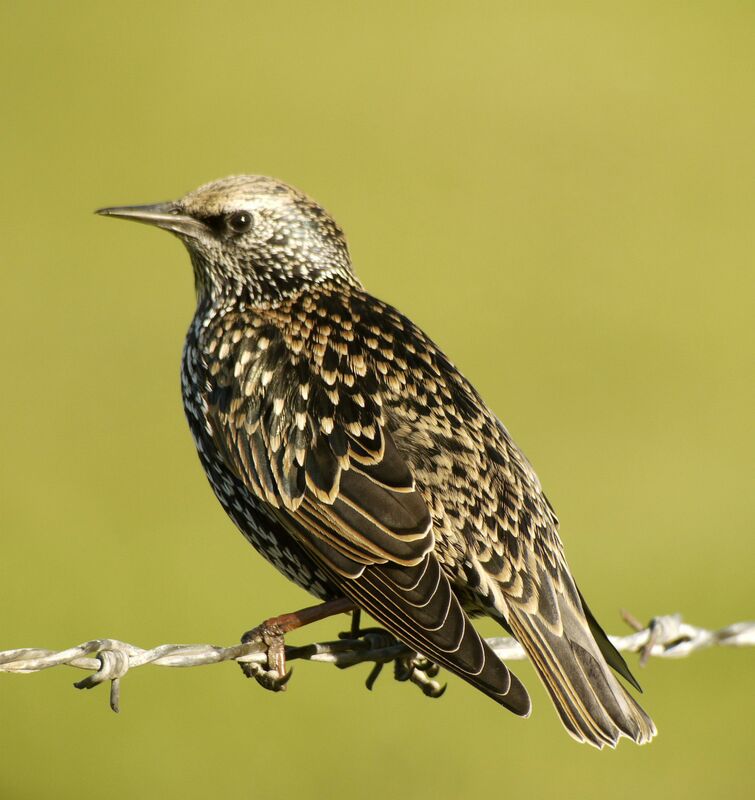 Common Starling female, identification