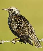 Common Starling