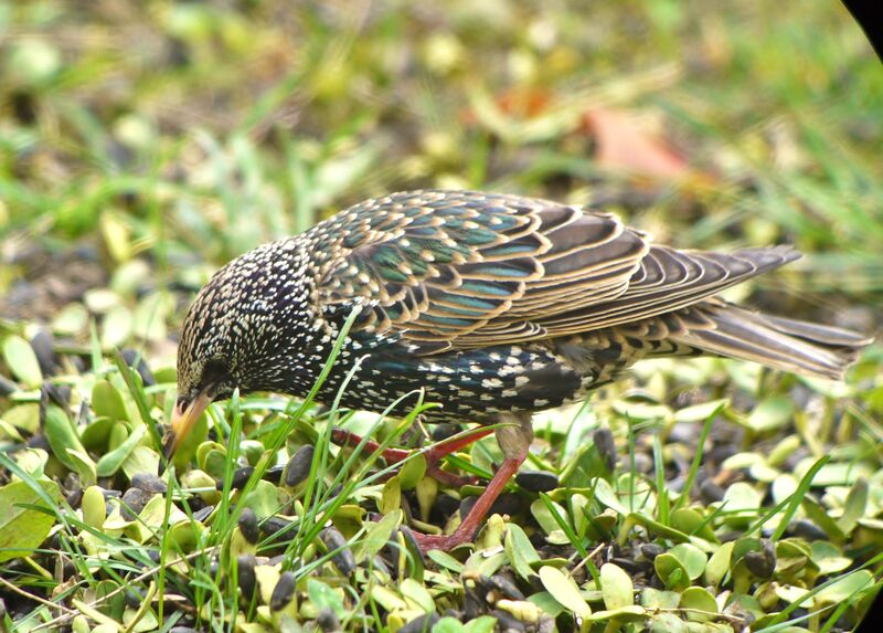 Common Starling male adult transition, identification