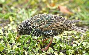 Common Starling