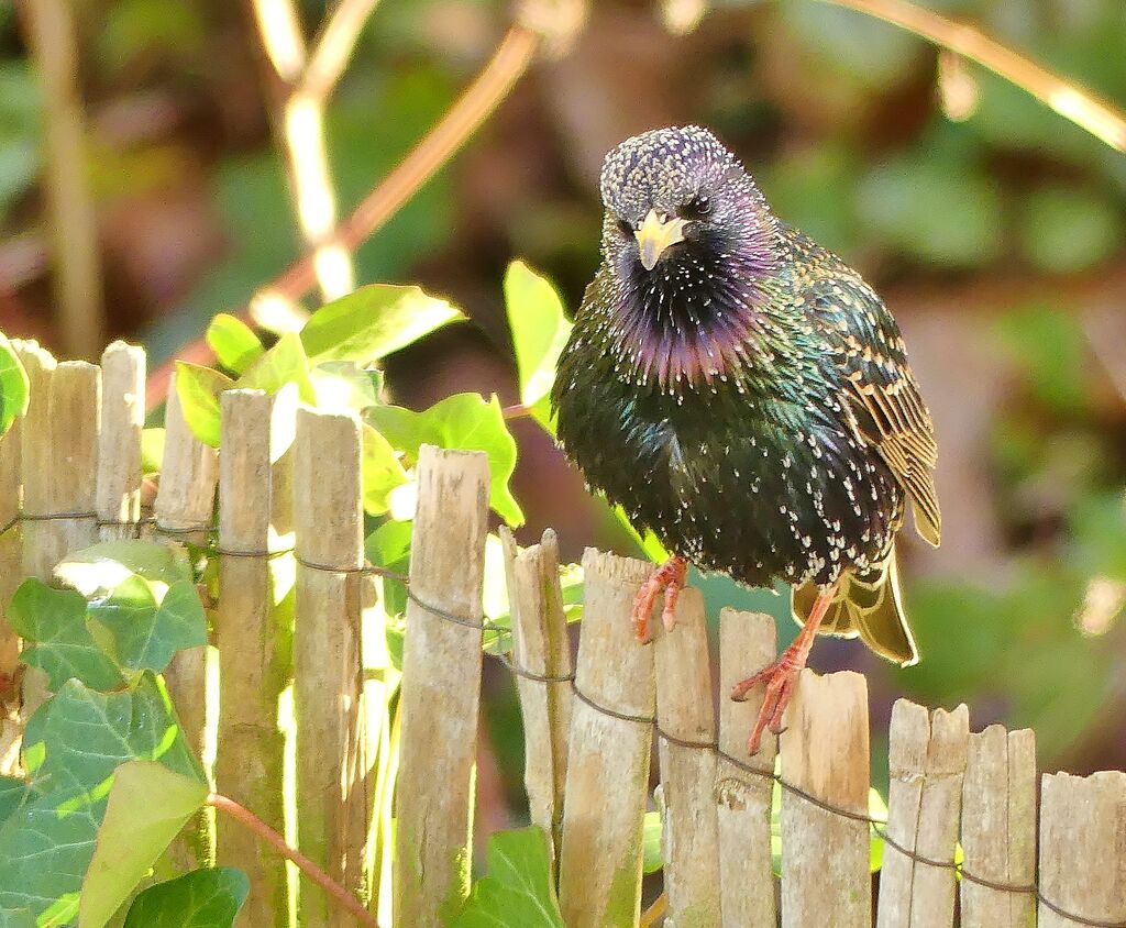 Common Starling male adult, close-up portrait, pigmentation, courting display