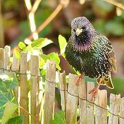 Common Starling