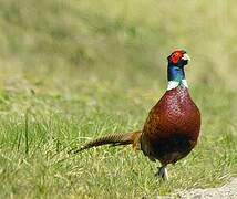 Common Pheasant