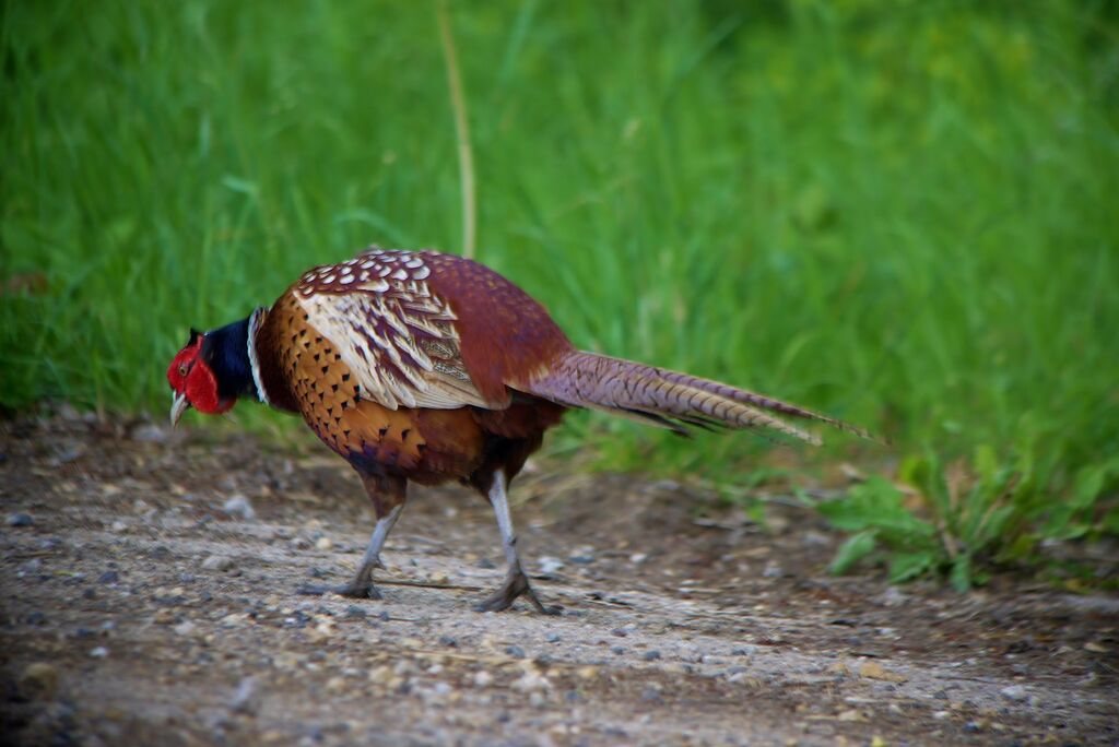 Common Pheasant male adult breeding, identification