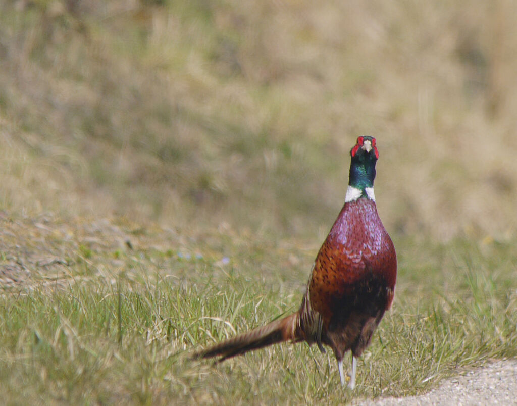 Common Pheasant male adult breeding, identification