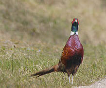 Common Pheasant