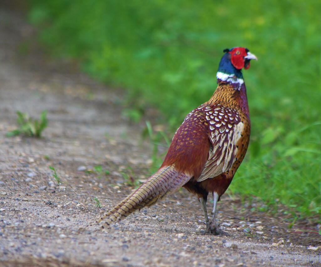 Common Pheasant male adult breeding, identification