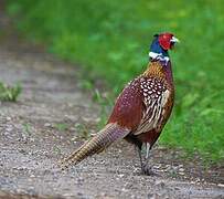 Common Pheasant