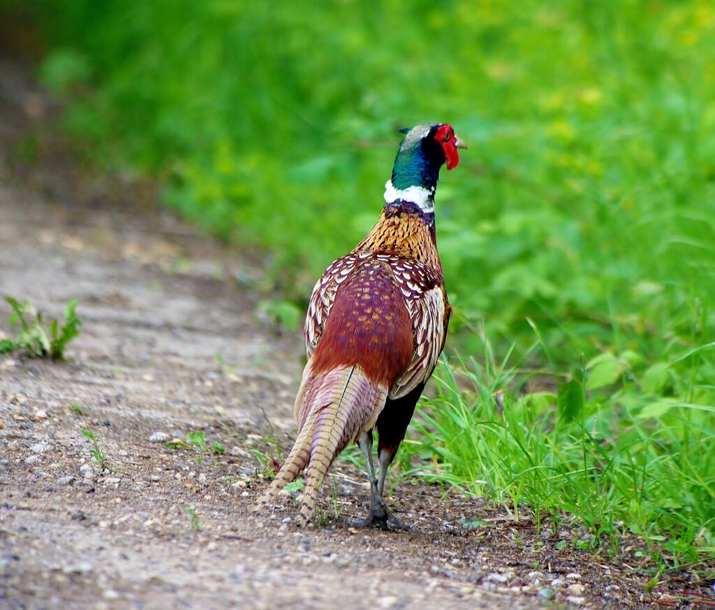 Common Pheasant male adult breeding, identification