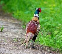 Common Pheasant