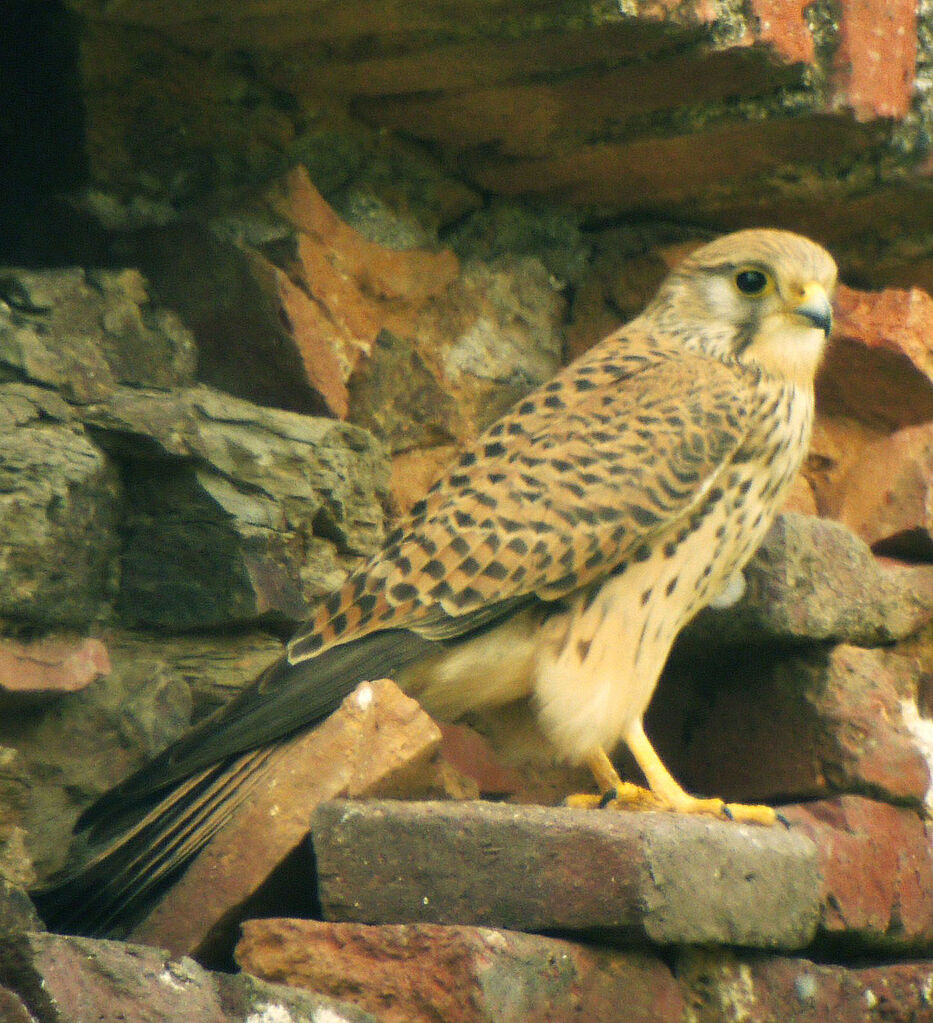 Common Kestrel female adult breeding, identification