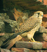 Common Kestrel