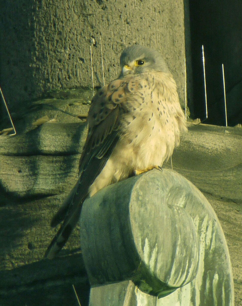 Common Kestrel male adult, identification