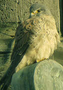 Common Kestrel