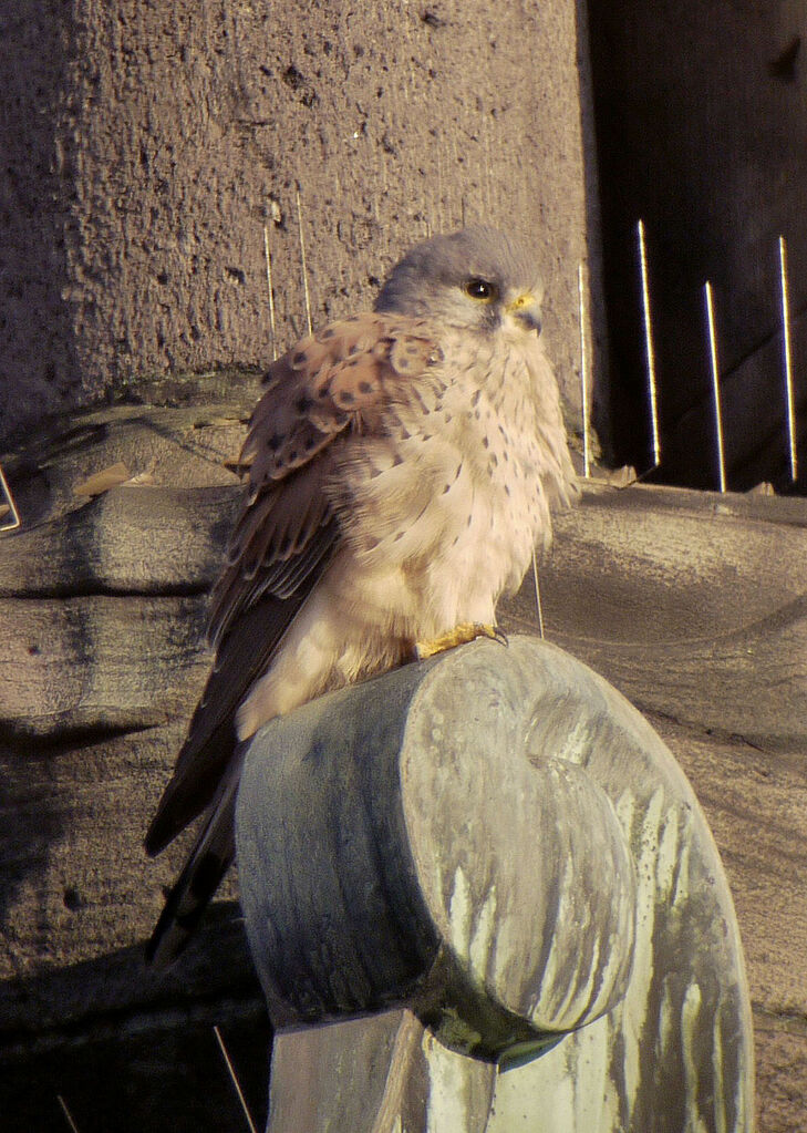 Common Kestrel male adult, identification