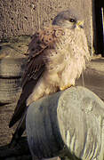 Common Kestrel