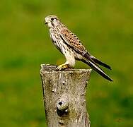 Common Kestrel