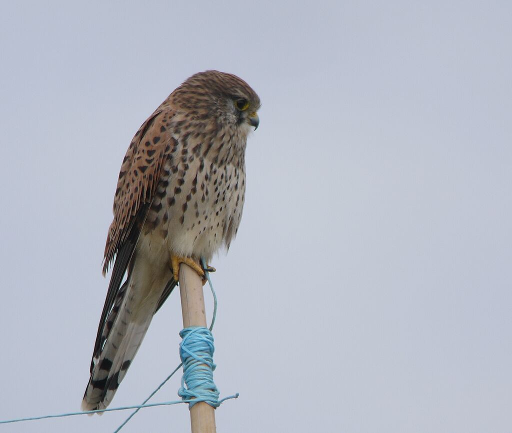 Common Kestrel female adult post breeding, identification