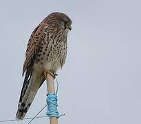 Common Kestrel