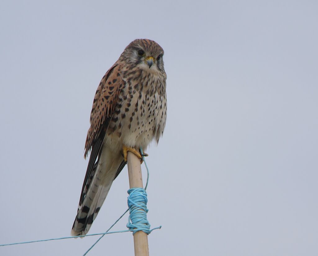 Common Kestrel female adult post breeding, identification