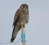 Common Kestrel