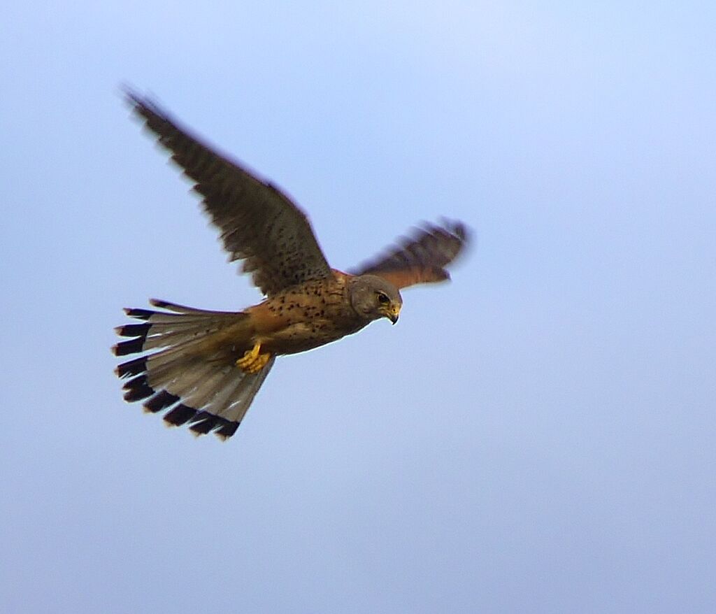 Common Kestreladult, Behaviour