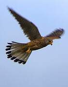 Common Kestrel