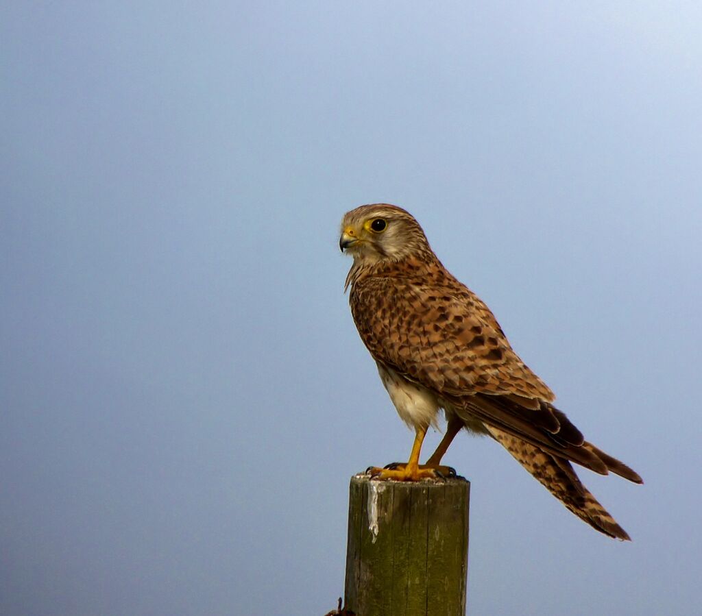 Common Kestrel