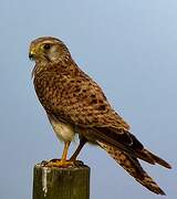 Common Kestrel