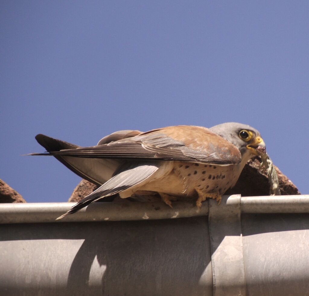 Lesser Kestrel male adult breeding, identification