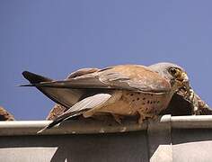 Lesser Kestrel