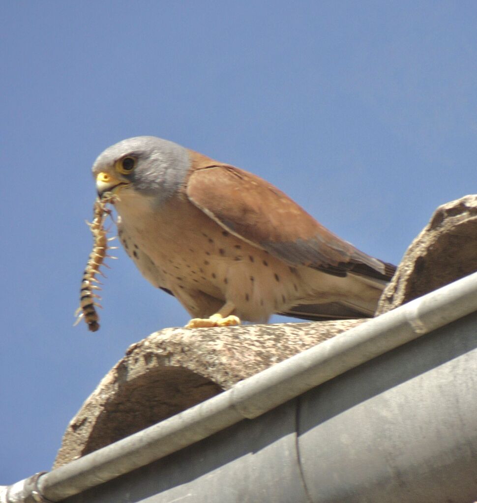 Lesser Kestrel male adult breeding, identification