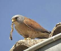 Lesser Kestrel