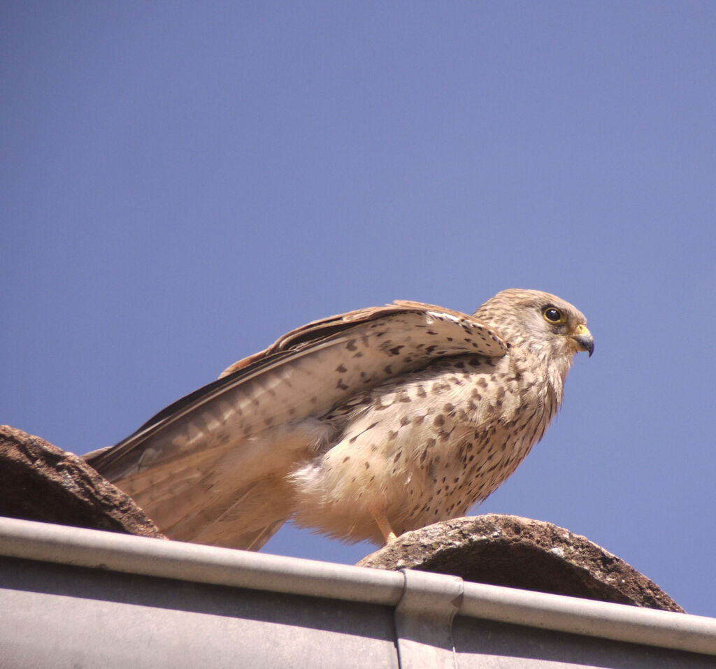 Lesser Kestrel female adult breeding, identification