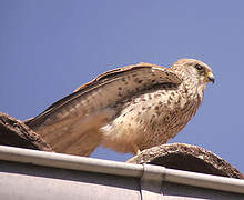 Lesser Kestrel