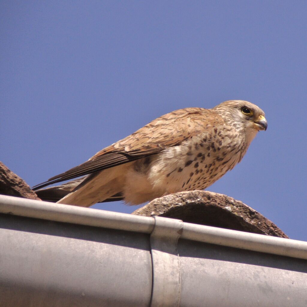 Lesser Kestrel female adult breeding, identification