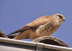 Lesser Kestrel