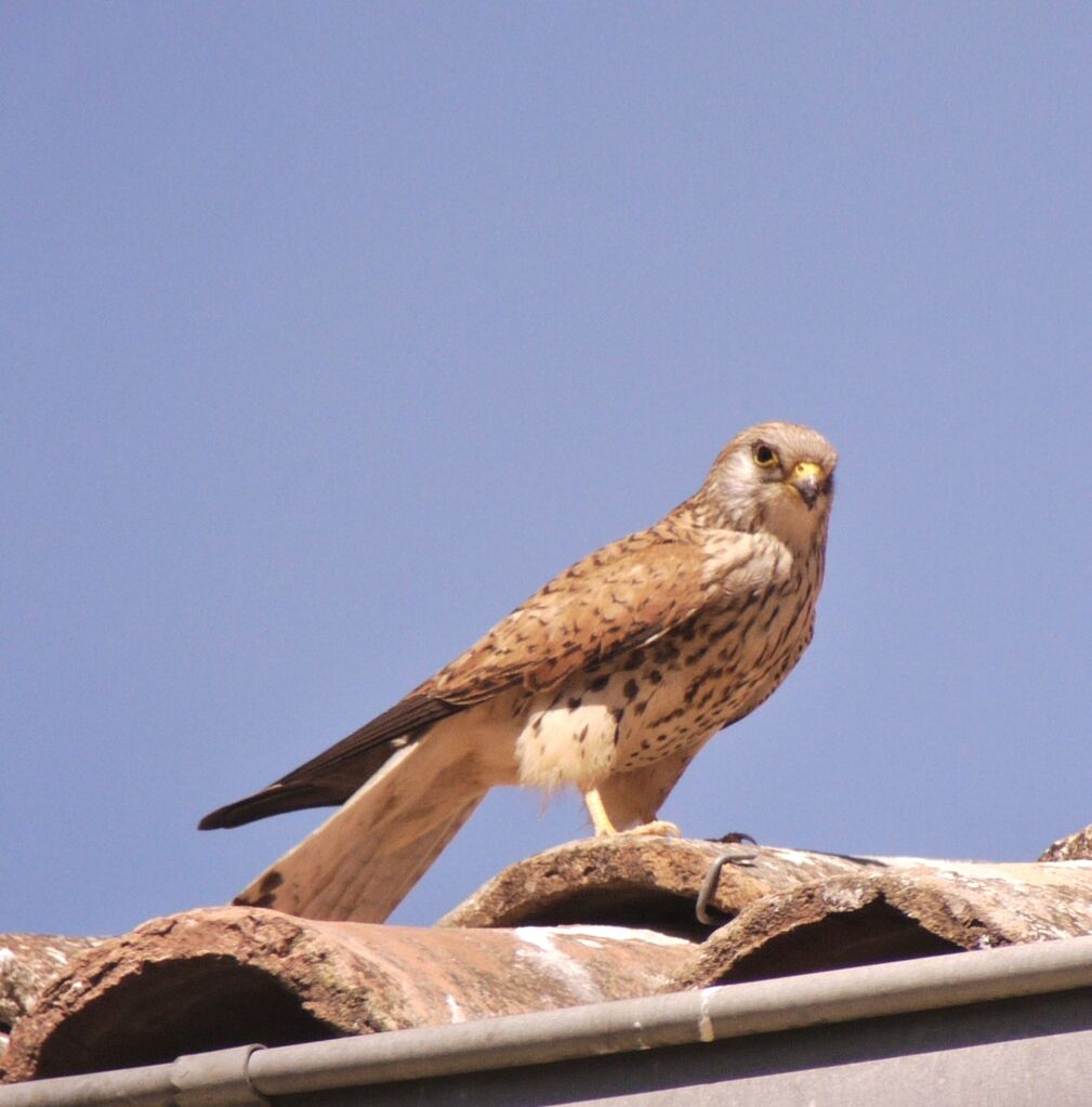 Lesser Kestrel female adult breeding, identification