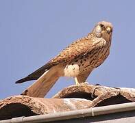 Lesser Kestrel