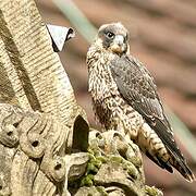 Peregrine Falcon