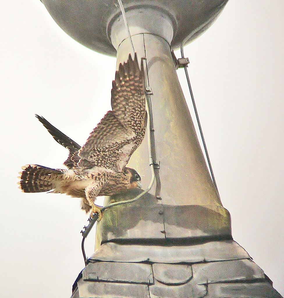 Peregrine Falcon