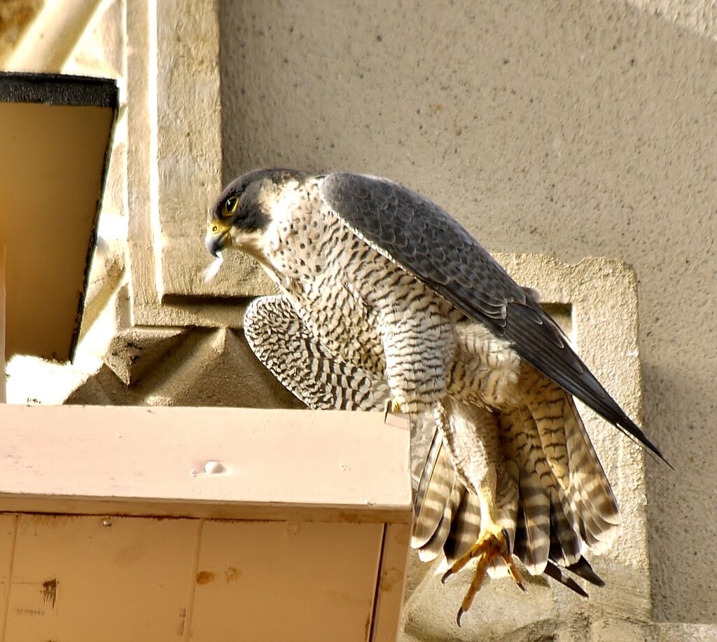 Faucon pèlerin, identification