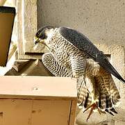 Peregrine Falcon