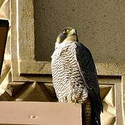 Peregrine Falcon