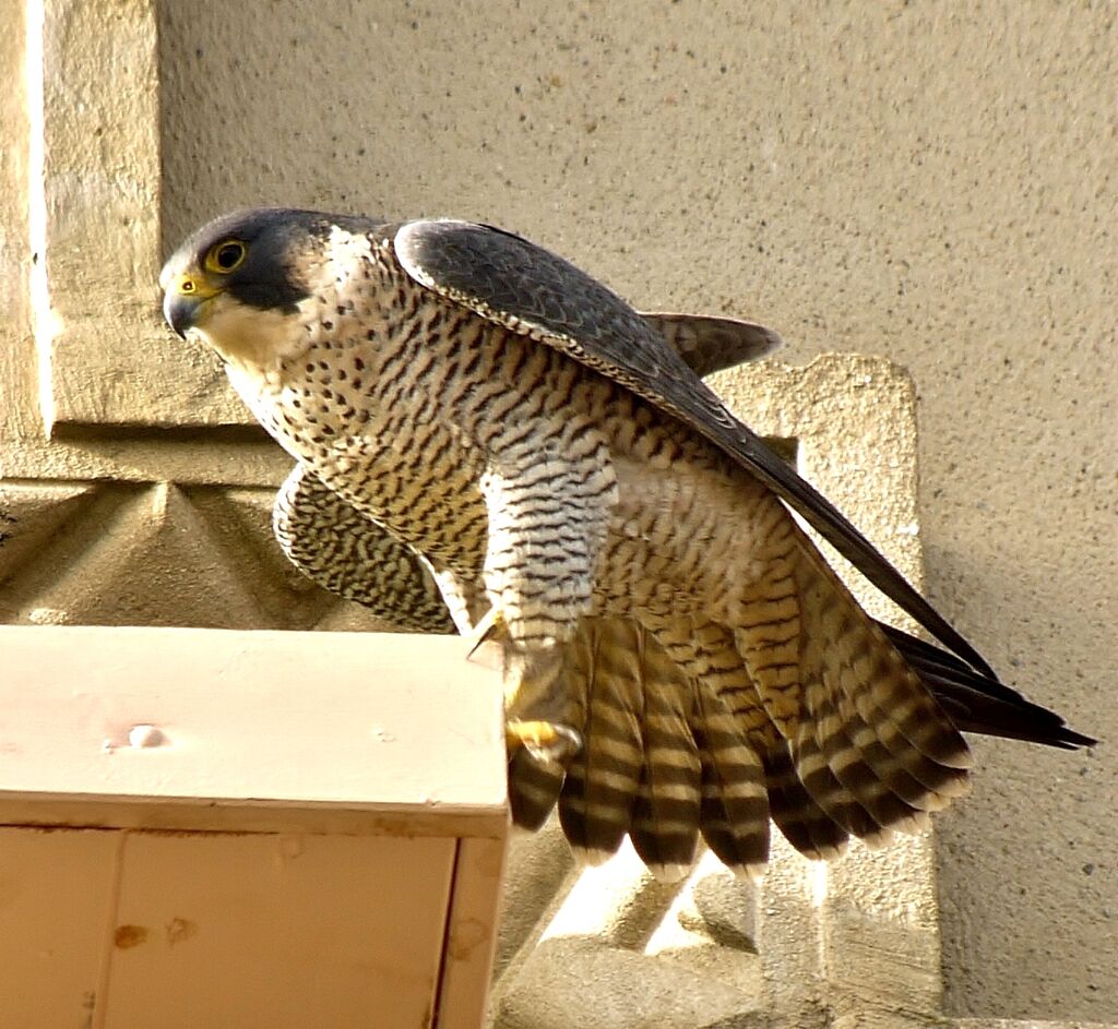 Faucon pèlerin, identification