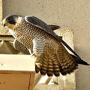 Peregrine Falcon