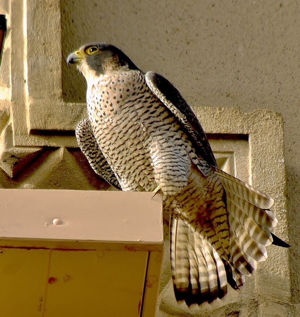 Peregrine Falcon, identification