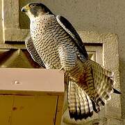 Peregrine Falcon