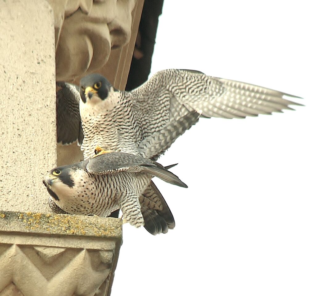 Peregrine Falconadult, mating.