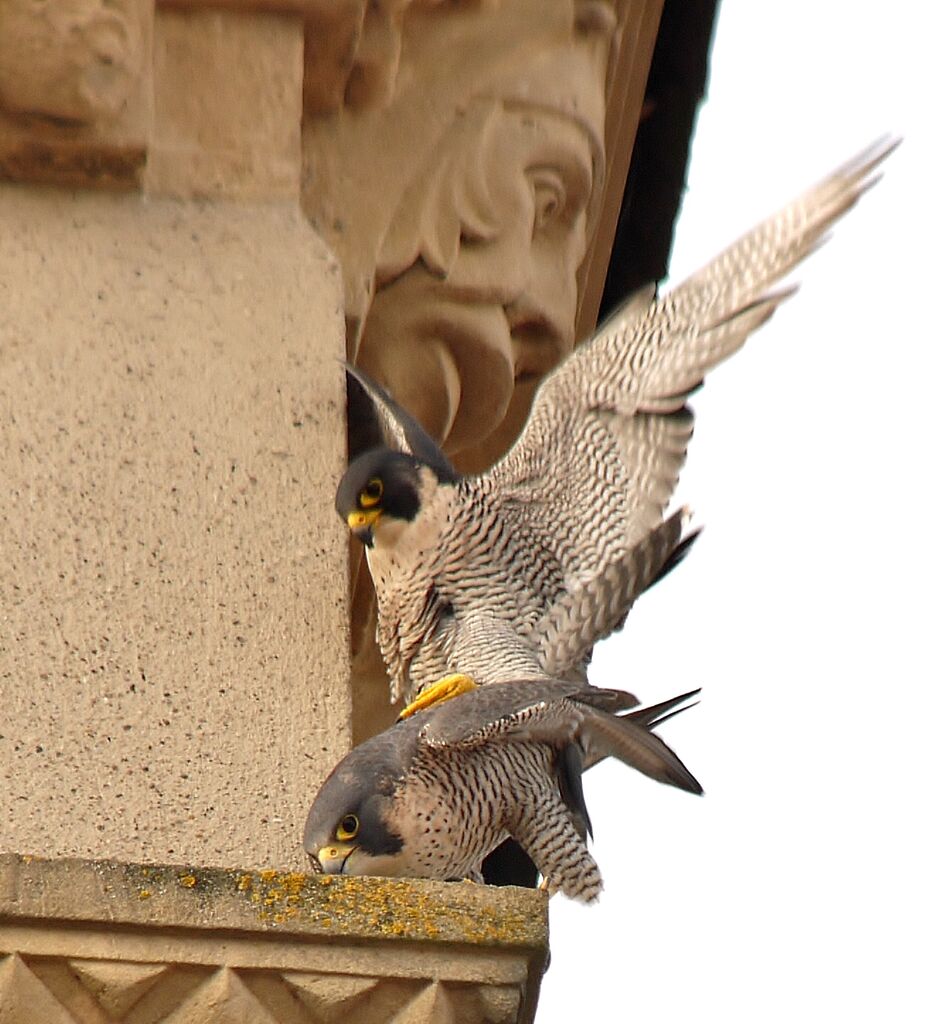 Peregrine Falconadult, mating.